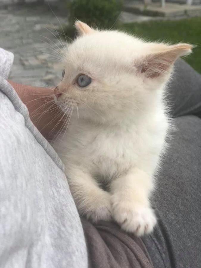 Penzion a hospoda Na statku Hluboká nad Vltavou Esterno foto